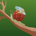 Frog on Snail Royalty Free Stock Photo
